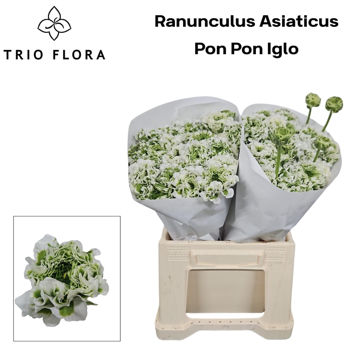 <h4>RAN PON PON IGLOO 566</h4>