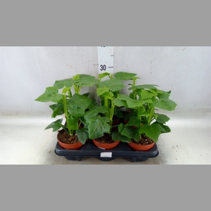 Cissus   ...