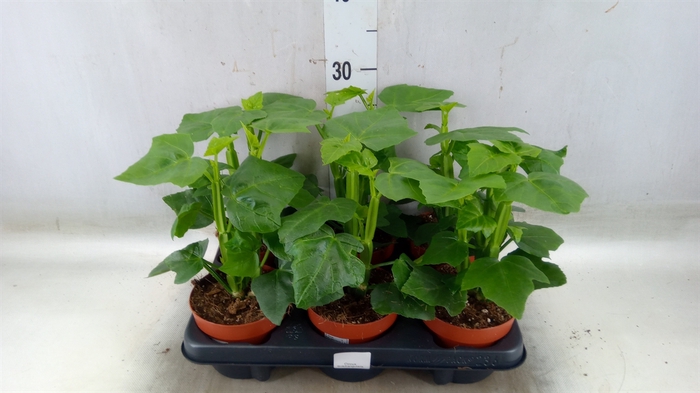 <h4>Cissus   ...</h4>