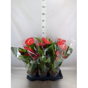 Anthurium andr. 'Karma Red'