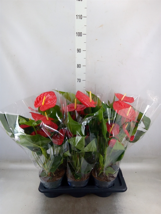 <h4>Anthurium andr. 'Karma Red'</h4>