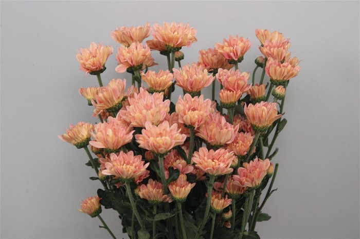 <h4>Chr T Katinka Salmon</h4>