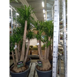 Beaucarnea recurvata