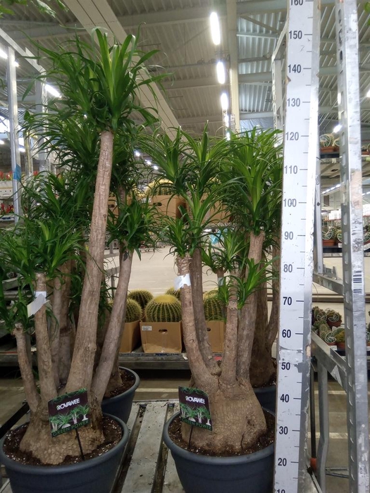 <h4>Beaucarnea recurvata</h4>