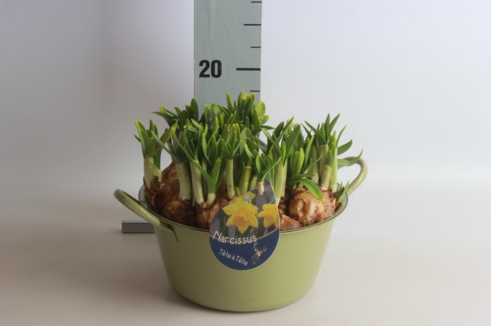 <h4>ARR NARCISSUS</h4>