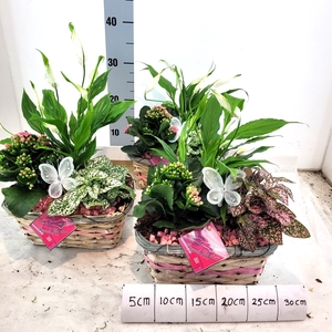 ARR TUINPLANTEN