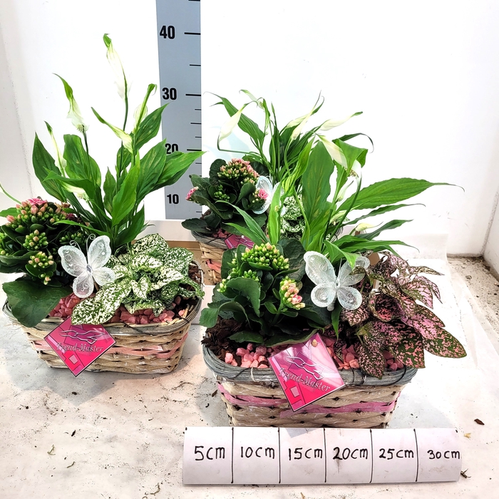 <h4>ARR TUINPLANTEN</h4>