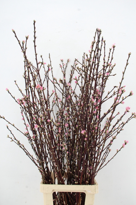 <h4>PERZIKBLOESEM PINK PER BUNCH 100CM</h4>