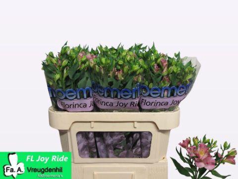 <h4>ALST FL JOY RIDE</h4>