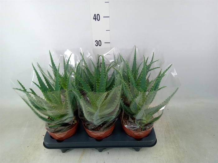 <h4>Aloe arborescens</h4>