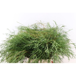 Chamaecyparis Pisifera Filifera Bio