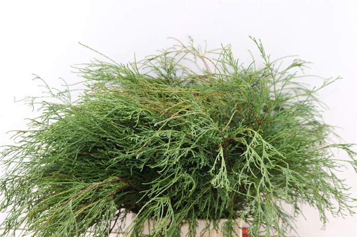 <h4>Chamaecyparis Pisifera Filifera</h4>