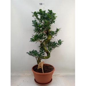 Ficus microcarpa 'Ginseng'