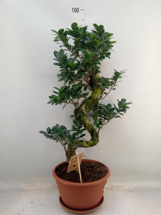 <h4>Ficus microcarpa 'Ginseng'</h4>