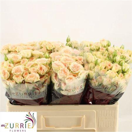 <h4>R Tr Jolene</h4>