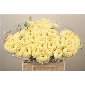 Ran.. Su Commedia Extra X50