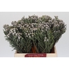 Kaaps Groen Silver Brunia