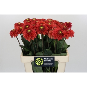 Dahlia Orange Fox