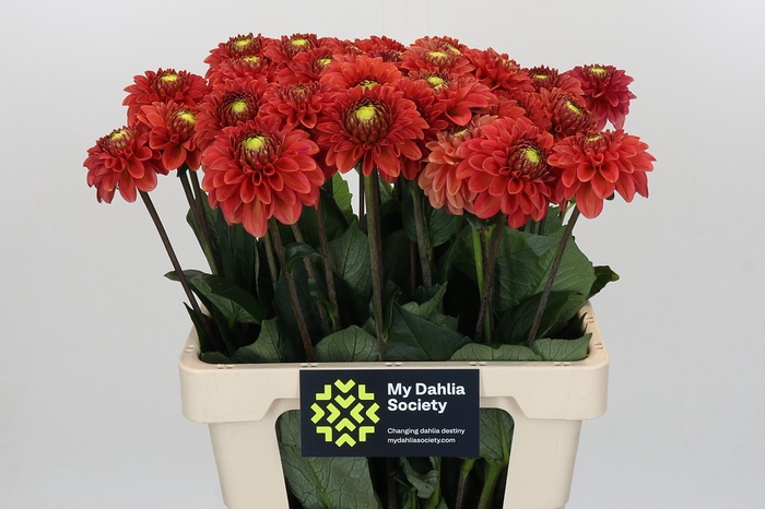 <h4>Dahlia Orange Fox</h4>