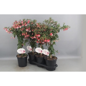 FUCHSIA OV