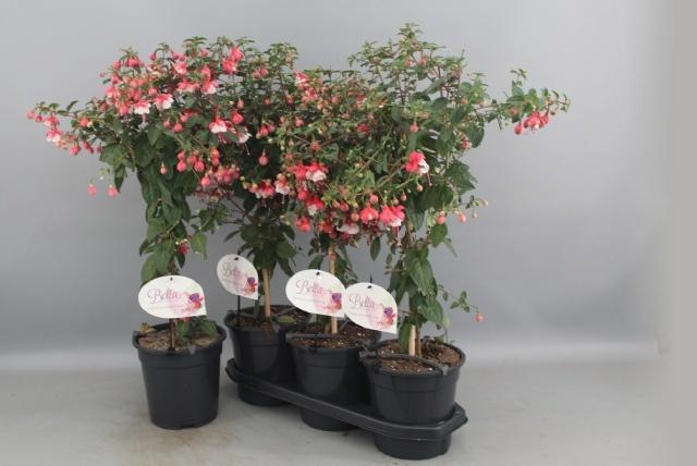<h4>FUCHSIA OV</h4>