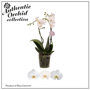 Phalaenopsis Multi White 2 spike – 12cm | Authentic