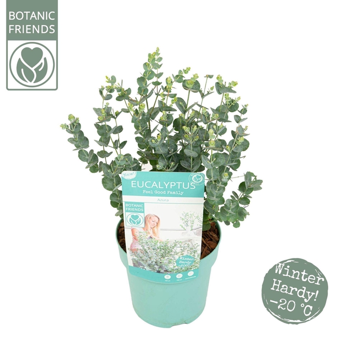 <h4>Eucalyptus gunnii 'Azura'</h4>