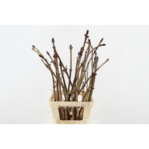 AESCULUS HIPPOC TAK 80CM