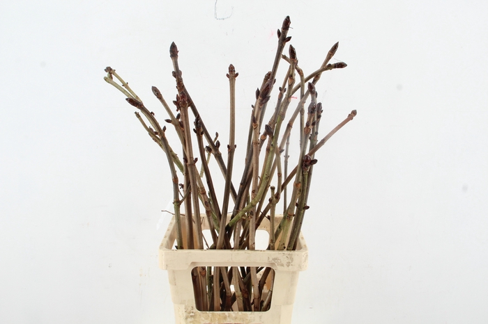 <h4>KASTANJE PER STEM 080CM</h4>