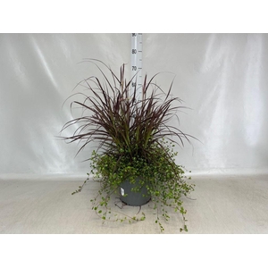 Pennisetum advena 'Rubrum'