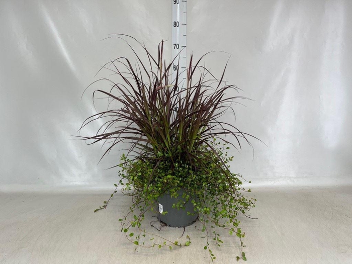 <h4>Pennisetum advena 'Rubrum'</h4>