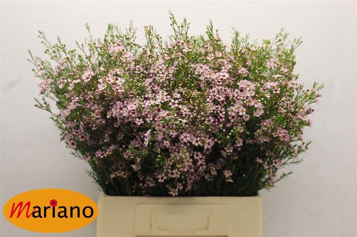 <h4>CHAME UN EARLY NIR</h4>