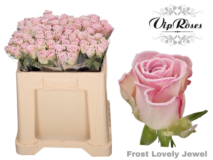 <h4>R Gr Frost Lovely Jewel</h4>