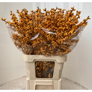 ILEX VE GOLD VERBOOM