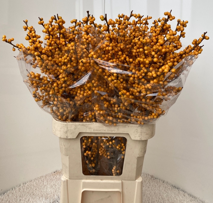 <h4>ILEX VE GOLD VERBOOM</h4>