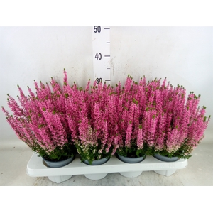 Calluna vulg. 'Beauty L Mia'
