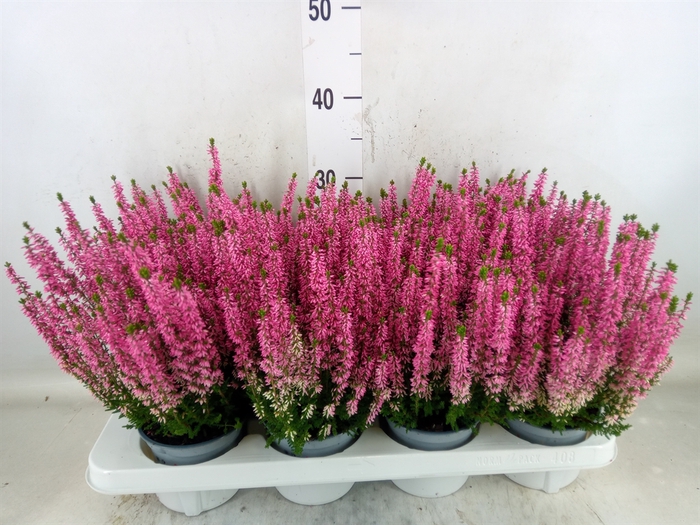 <h4>Calluna vulg. 'Beauty L Mia'</h4>