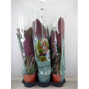 Calathea warscewiczii