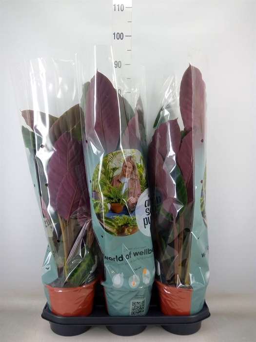 <h4>Calathea warscewiczii</h4>