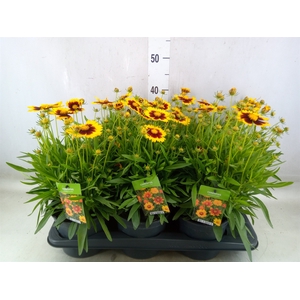 Coreopsis  'Uptick Gold Bronze'