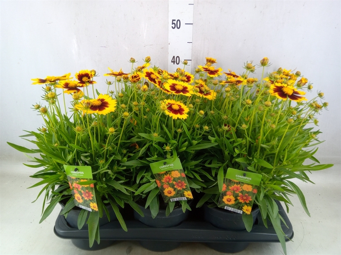 <h4>Coreopsis  'Uptick Gold Bronze'</h4>