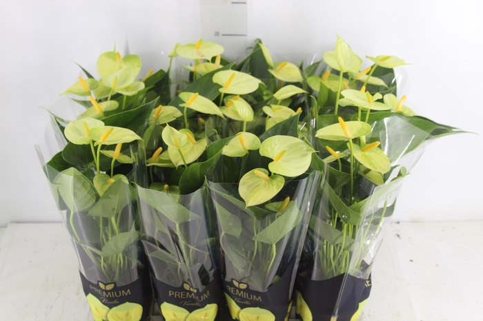 <h4>ANTHURIUM VANILLA P09 PREMIUM</h4>