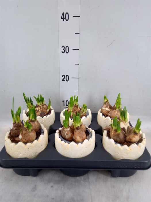 <h4>Arr. Narcissus</h4>