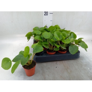 Pilea peperomioides