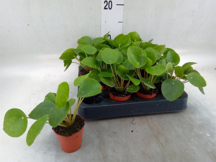 <h4>Pilea peperomioides</h4>