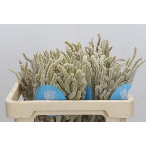 AMAR YEARMING DESERT