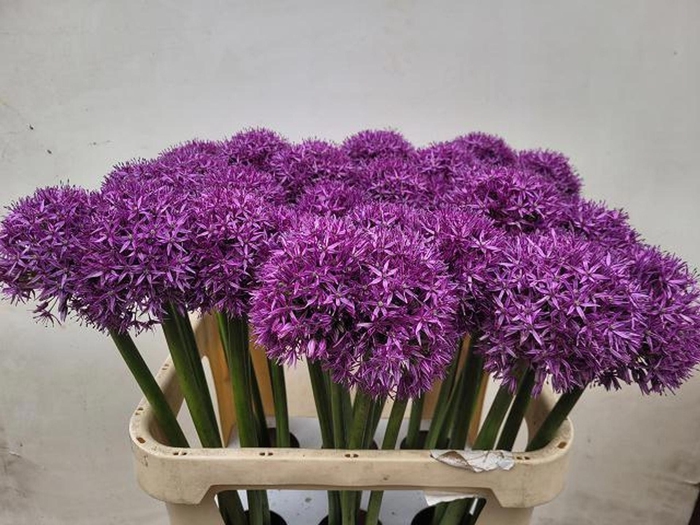 <h4>Allium 'Gladiator'</h4>