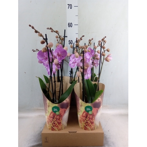 Phalaenopsis  'Ant Manta Romblon'
