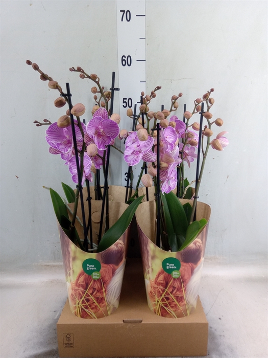<h4>Phalaenopsis  'Ant Manta Romblon'</h4>