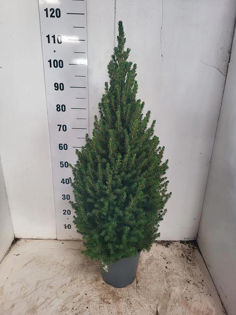 <h4>PICEA GL CONICA</h4>
